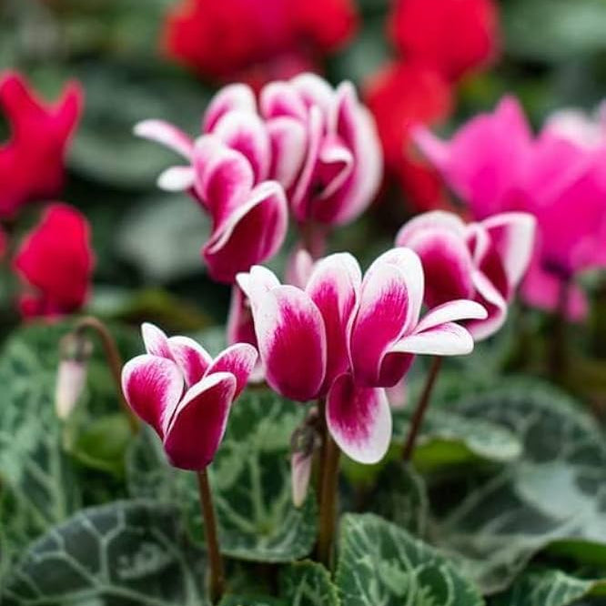 Cyclamen Seeds – Red & White