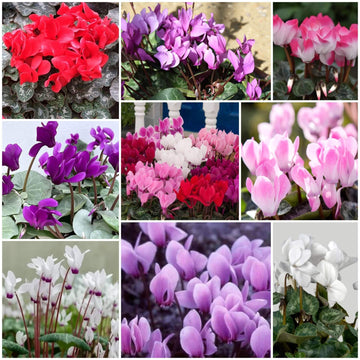Cyclamen Seeds - All In One For Home Gardens
