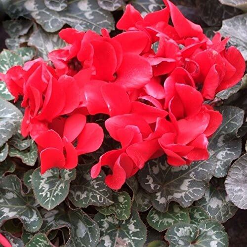 Cyclamen Seeds - All In One For Home Gardens