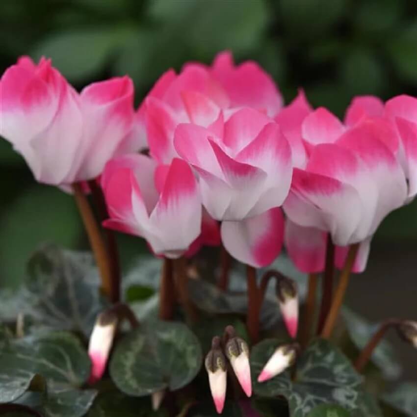 Cyclamen Seeds - All In One For Home Gardens