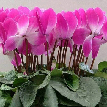 Cyclamen Seeds - Flower Plant for Home Gardens