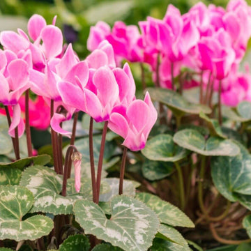Cyclamen Seeds - Flower Plant for Home Gardens