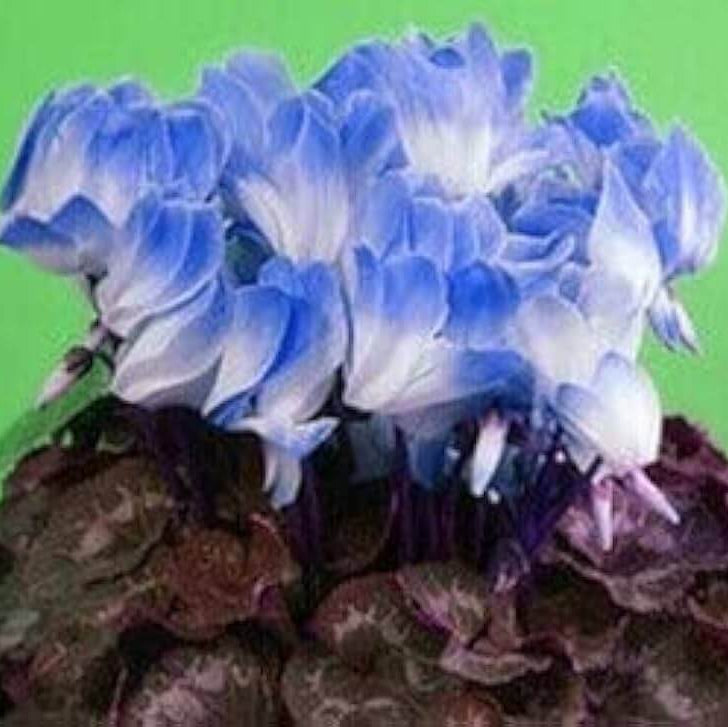 Cyclamen Seeds – Blue & White
