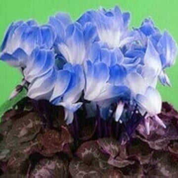 Cyclamen Seeds – Blue & White