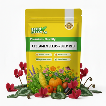 Cyclamen Seeds – Deep Red
