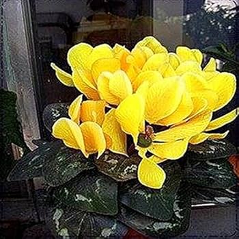 Cyclamen Seeds – Light Yellow