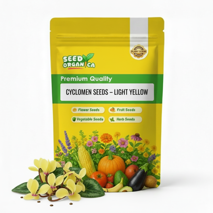 Cyclamen Seeds – Light Yellow