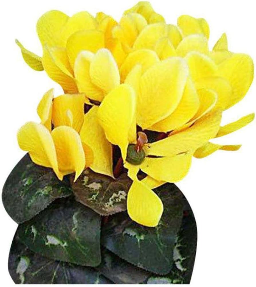 Cyclamen Seeds – Light Yellow