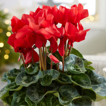 Cyclamen Seeds – Red