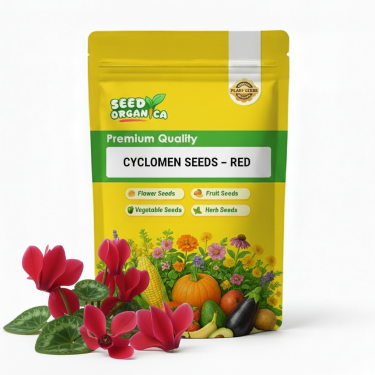 Cyclamen Seeds – Red