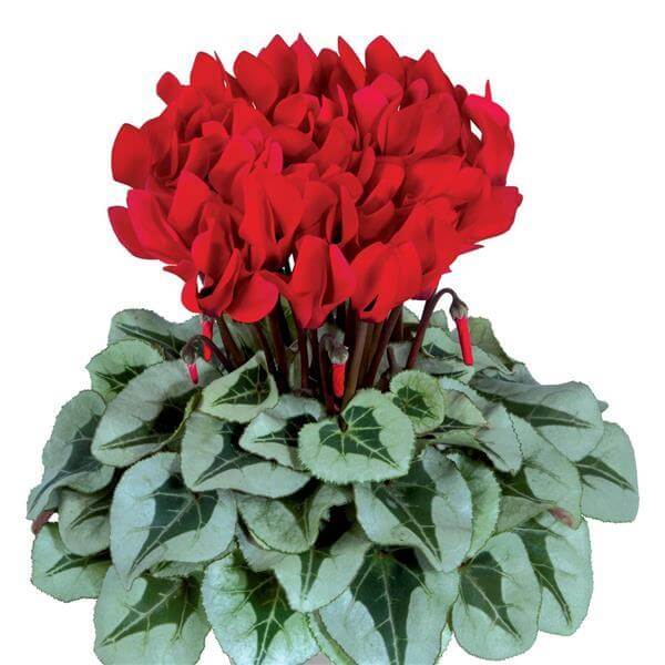 Cyclamen Seeds – Red