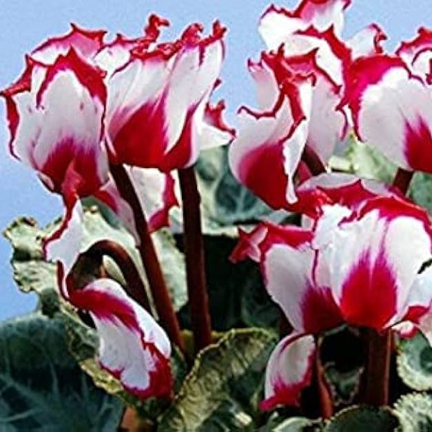 Cyclamen Seeds – Red & White