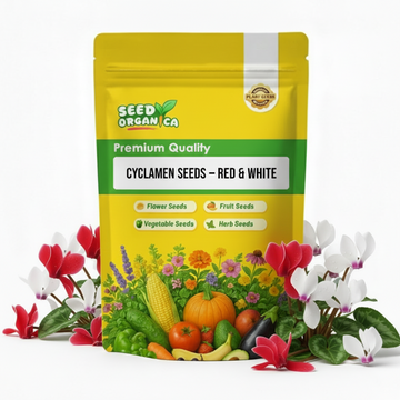 Cyclamen Seeds – Red & White