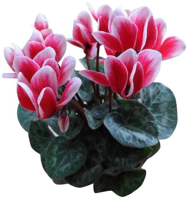 Cyclamen Seeds – Red & White