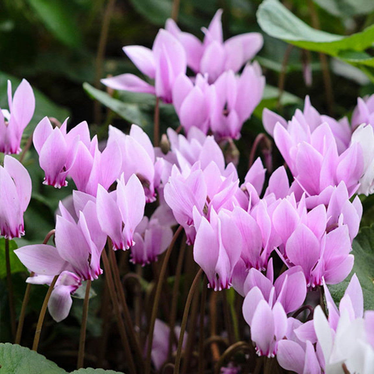 Cyclamen Seeds – Violet