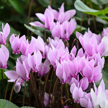 Cyclamen Seeds – Violet