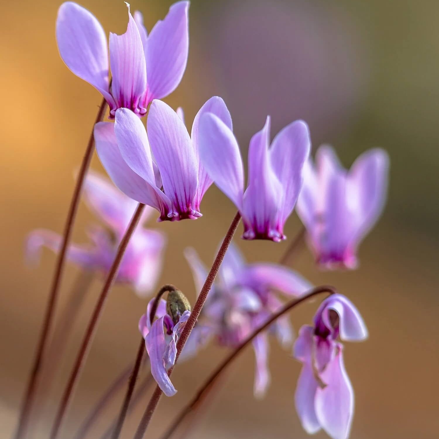 Cyclamen Seeds – Violet