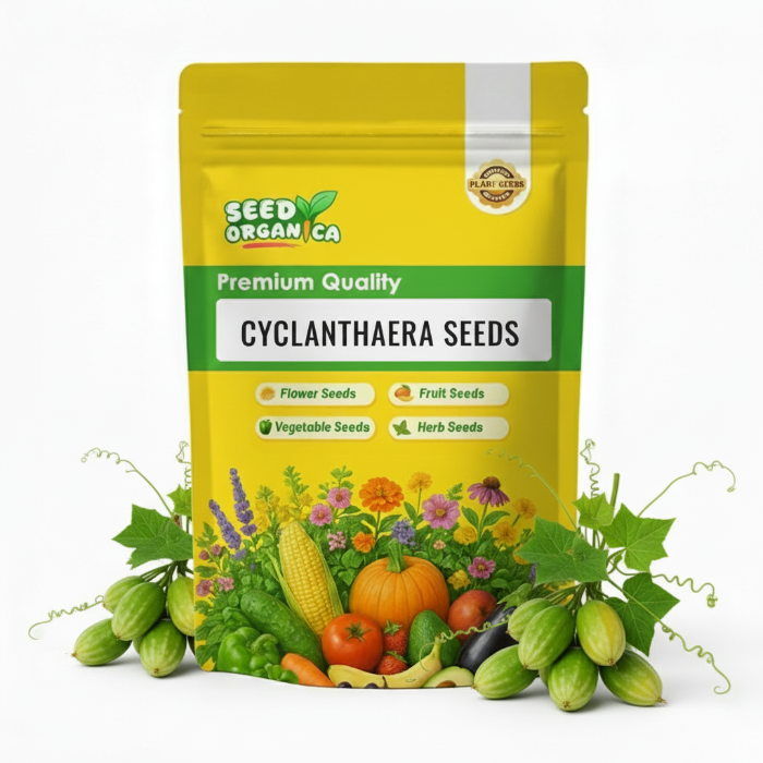 Cyclanthera Seeds