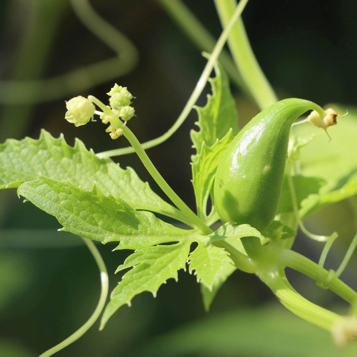 Cyclanthera Seeds - Pedata