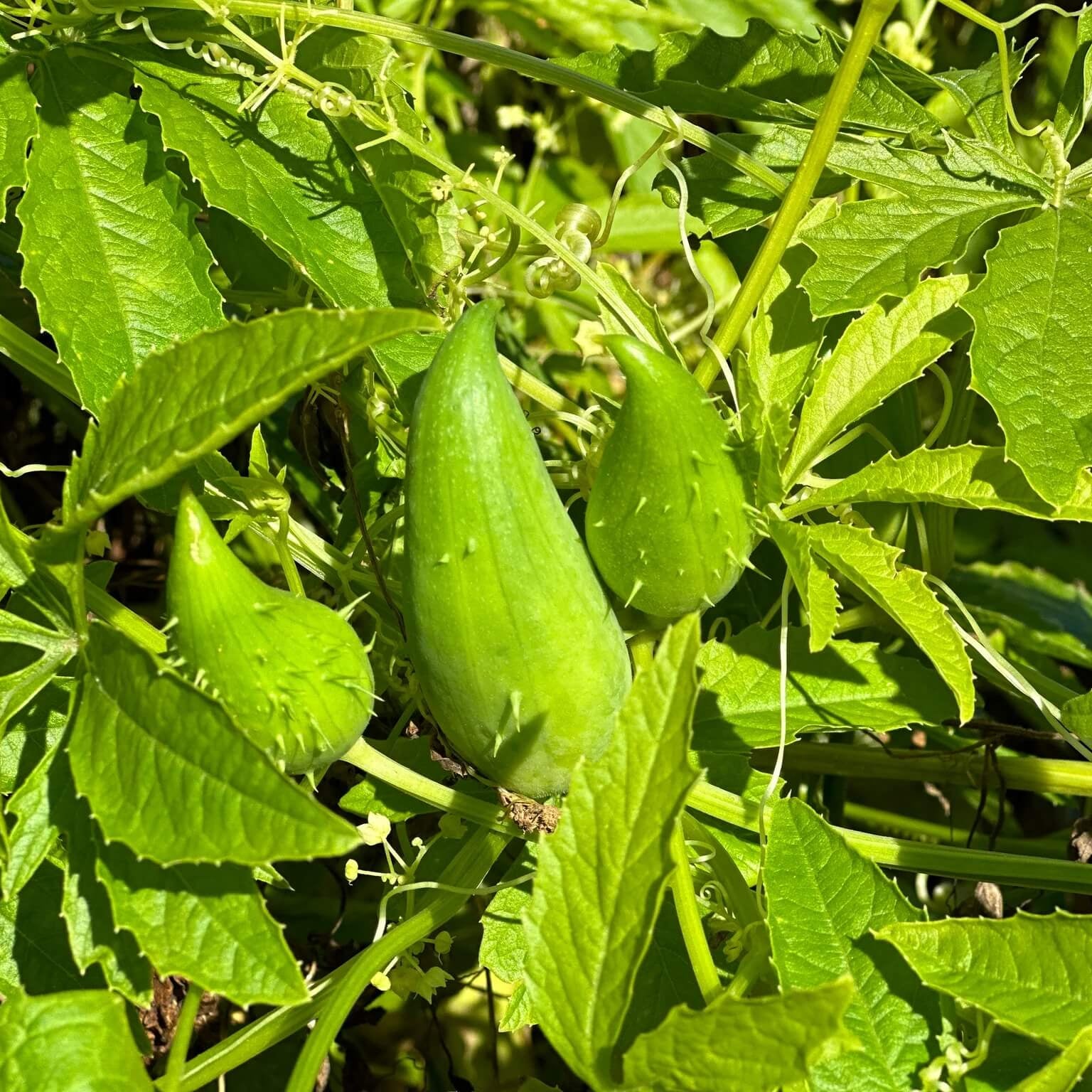 Cyclanthera Seeds - Pedata