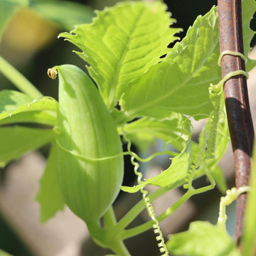 Cyclanthera Seeds - Pedata