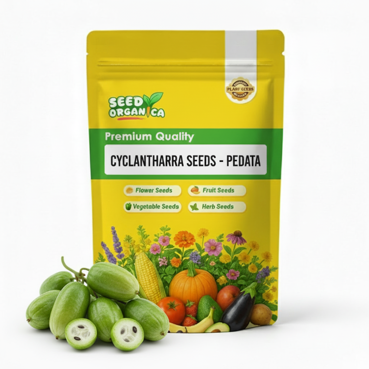Cyclanthera Seeds - Pedata