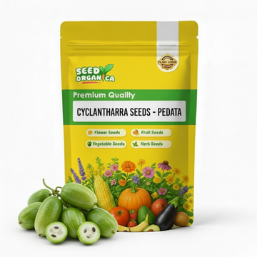 Cyclanthera Seeds - Pedata