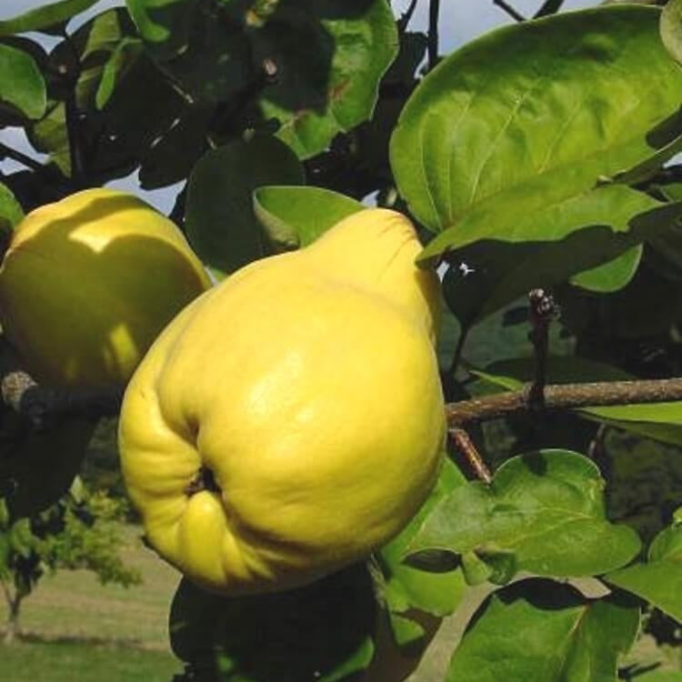 Cydonia Oblonga Seeds - Fruit Plant
