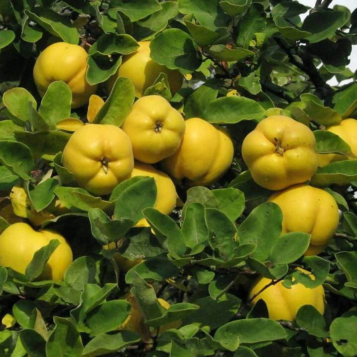 Cydonia Oblonga Seeds - Fruit Plant