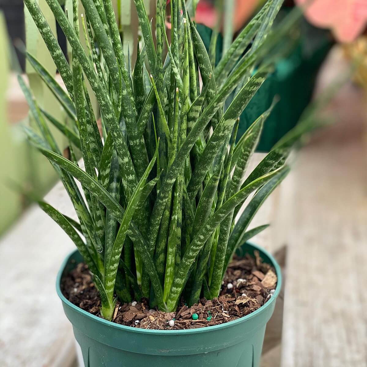 Cylindrical Snake Plant Seeds