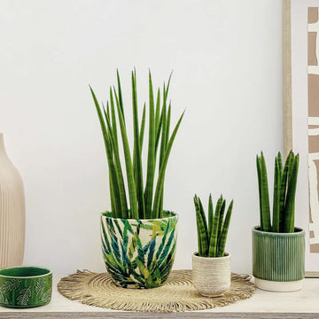 Cylindrical Snake Plant Seeds