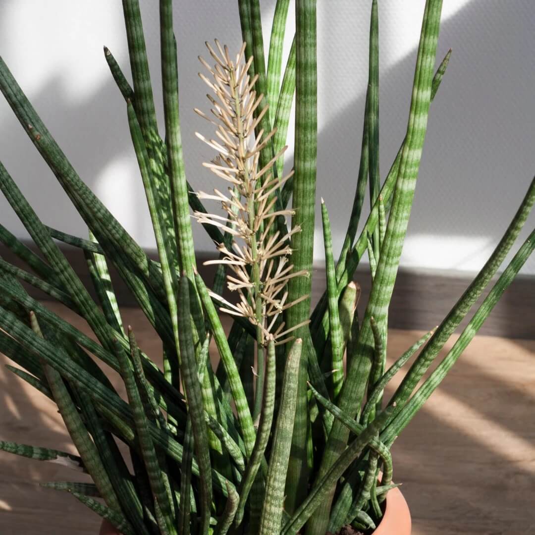 Cylindrical Snake Plant Seeds
