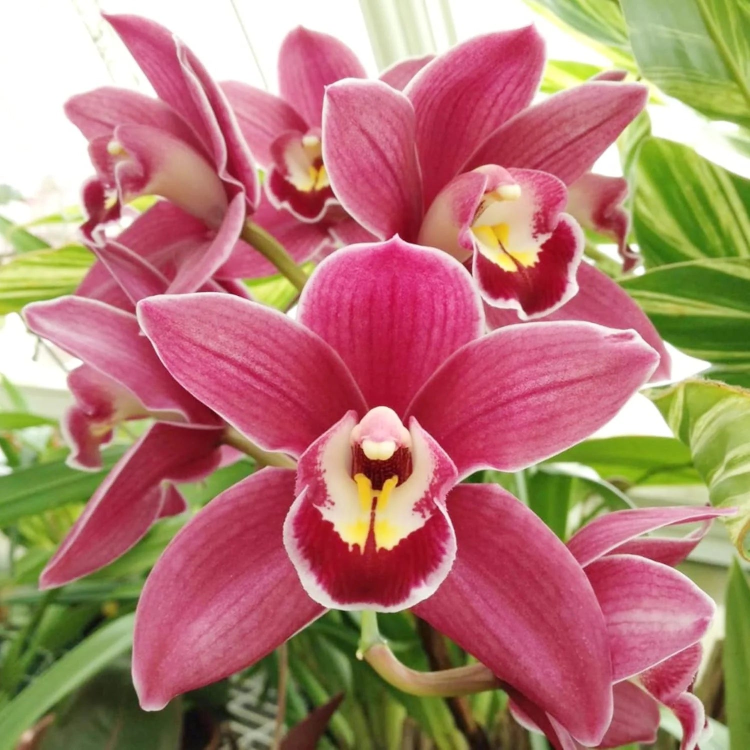 Cymbidium Seeds – Boat Orchid
