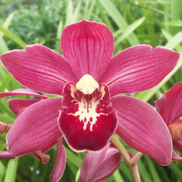 Cymbidium Seeds – Orchid
