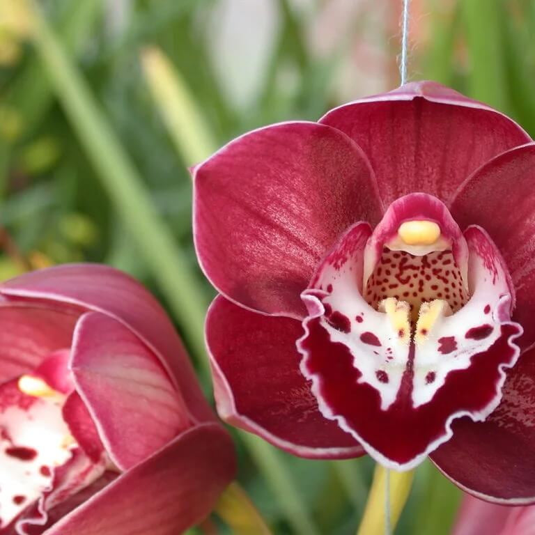 Cymbidium Orchid Seeds – Boat Orchid, Evergreen Perennial
