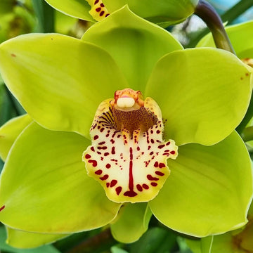 Cymbidium Orchid Seeds – Green