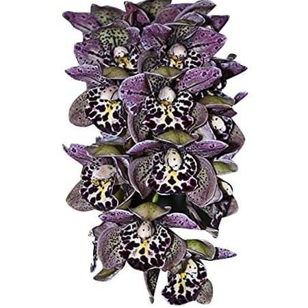 Cymbidium Orchid Seeds – Mixed