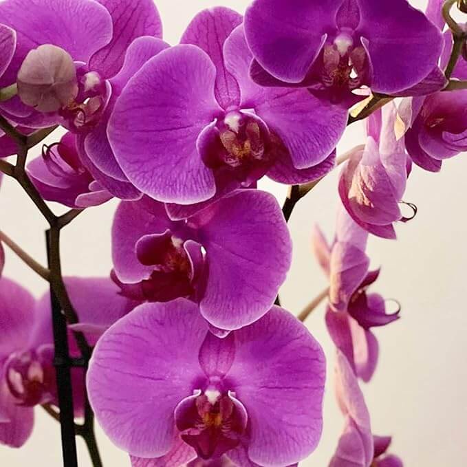 Cymbidium Orchid Seeds – Purple Fragrant Hardy
