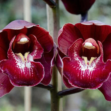 Cymbidium Orchid Seeds – Rare