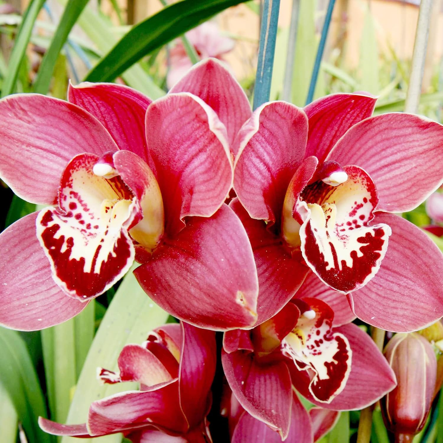 Cymbidium – Orchid
