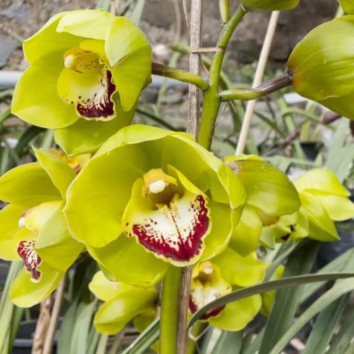 Cymbidium Orchid Seeds – Green