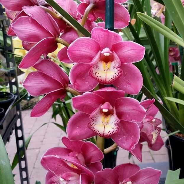 Cymbidium Orchid Seeds – Nema