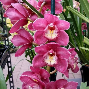 Cymbidium Orchid Seeds – Nema