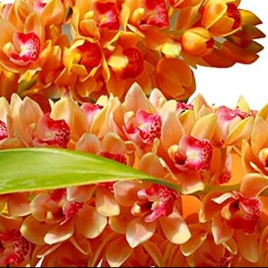 Cymbidium Orchid Seeds – Orange