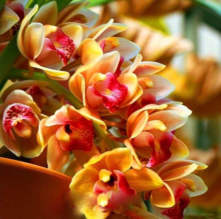 Cymbidium Orchid Seeds – Orange