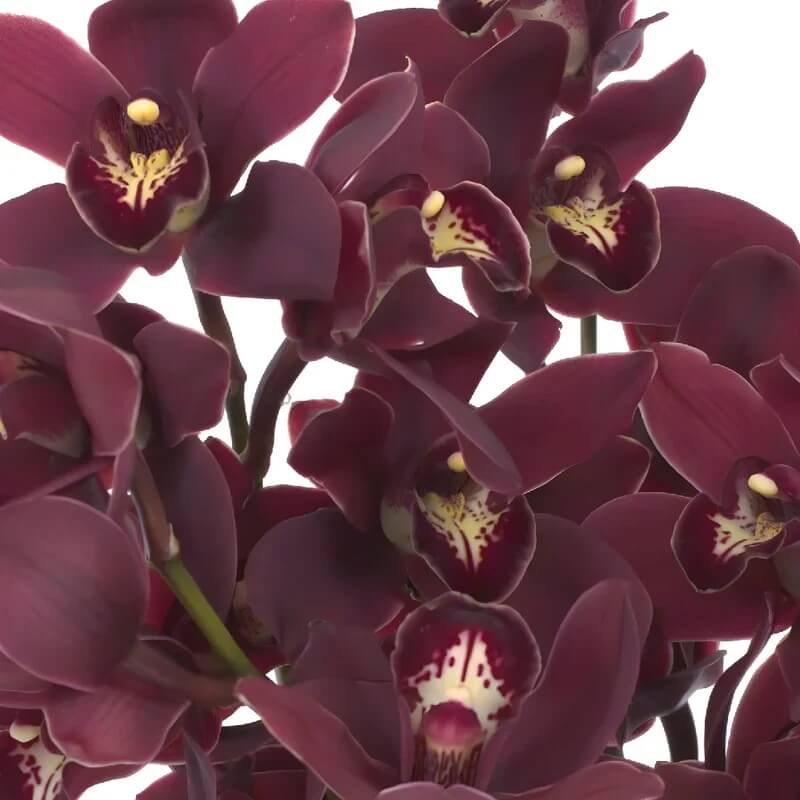 Cymbidium Orchid Seeds – Rare