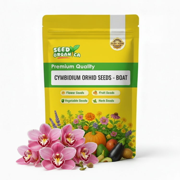 Cymbidium Orchid Seeds – Boat