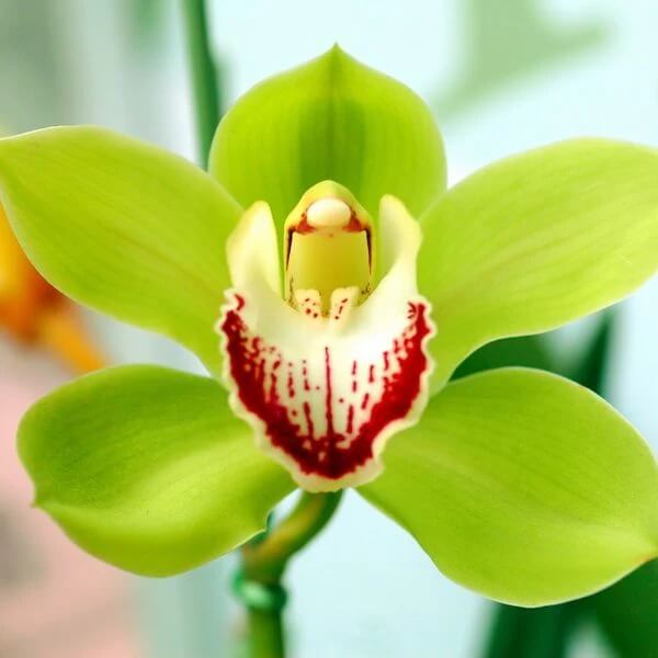 Cymbidium Orchid Seeds – Green