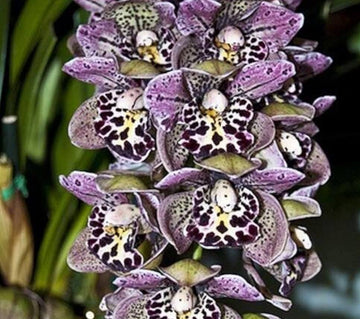 Cymbidium Orchid Seeds – Mixed