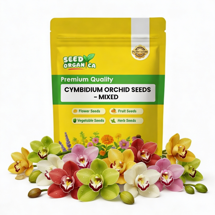 Cymbidium Orchid Seeds – Mixed